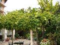 Trumpet Vine / Campsis radicans